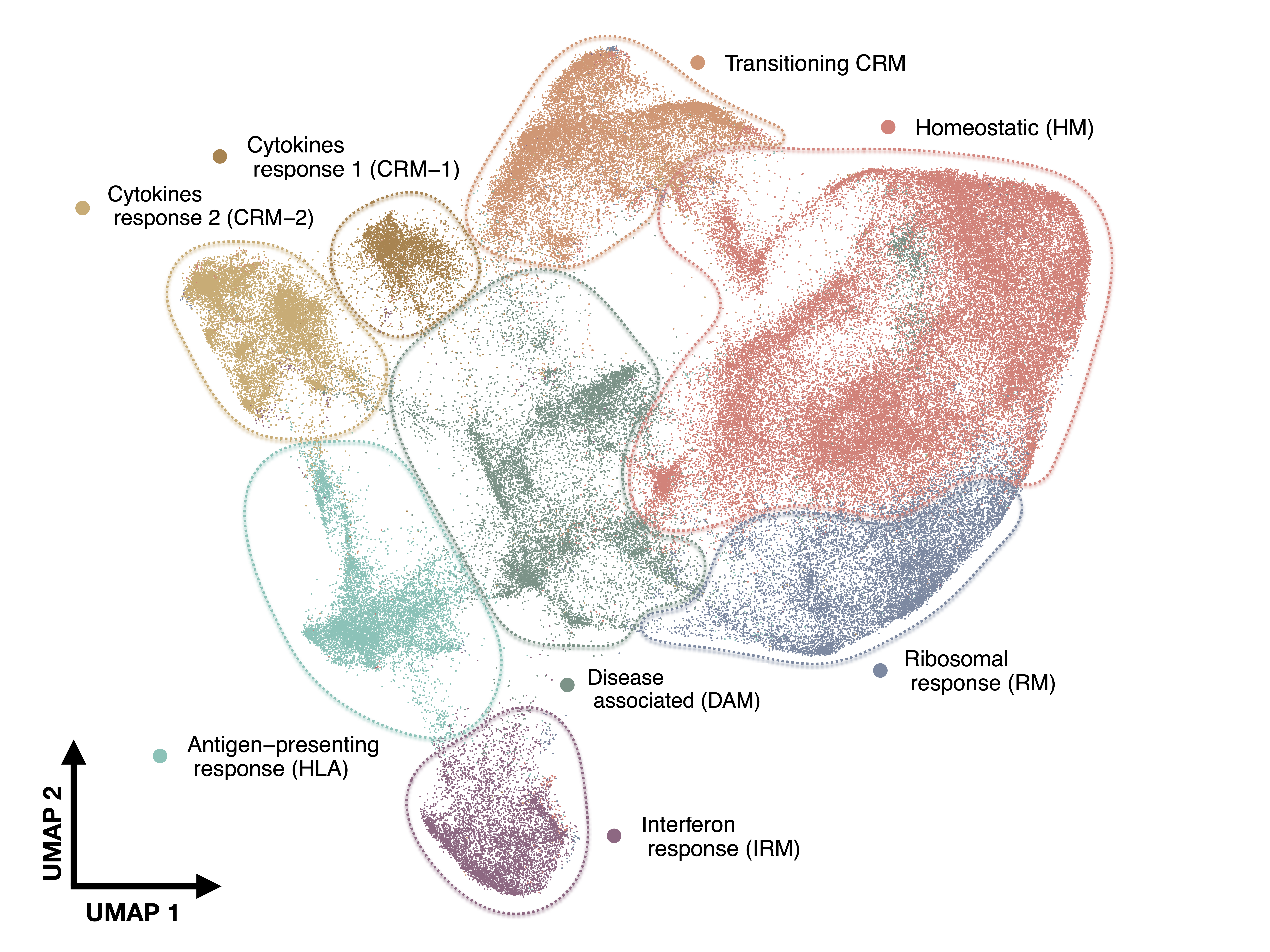 Single cell Mancuso 2024